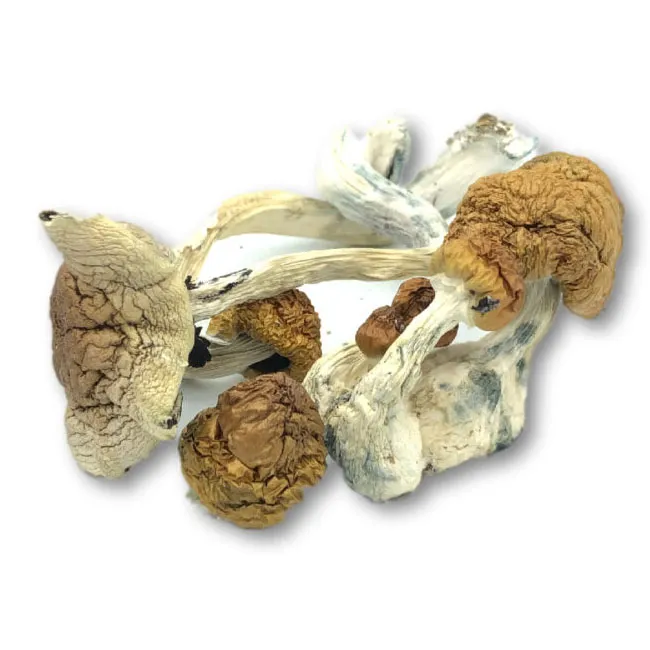 African Transkei Magic Mushroom