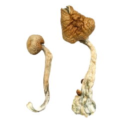B+ Magic Mushroom