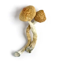 Golden Teacher Magic Mushroom