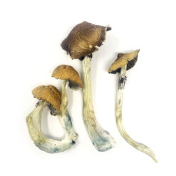 Koh Samui Magic Mushroom