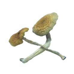 Mazatapec magic Mushroom