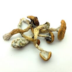 Daddy Long Legs Magic Mushroom