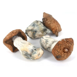 King Kong Magic Mushroom