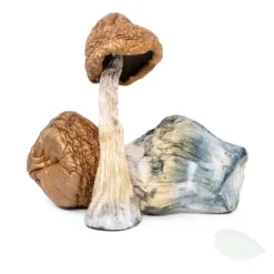 Malabar Magic Mushroom